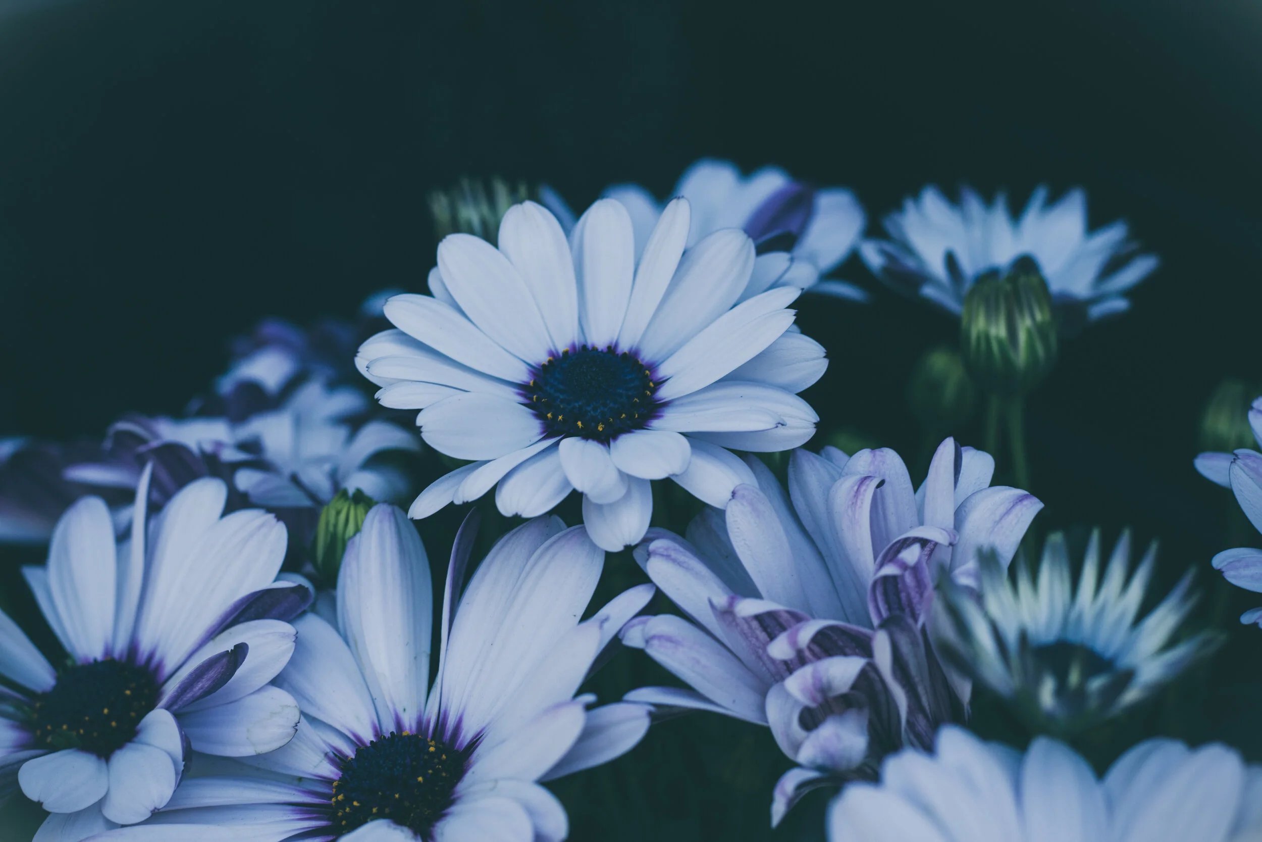 A Practical Guide to Flower Essences
