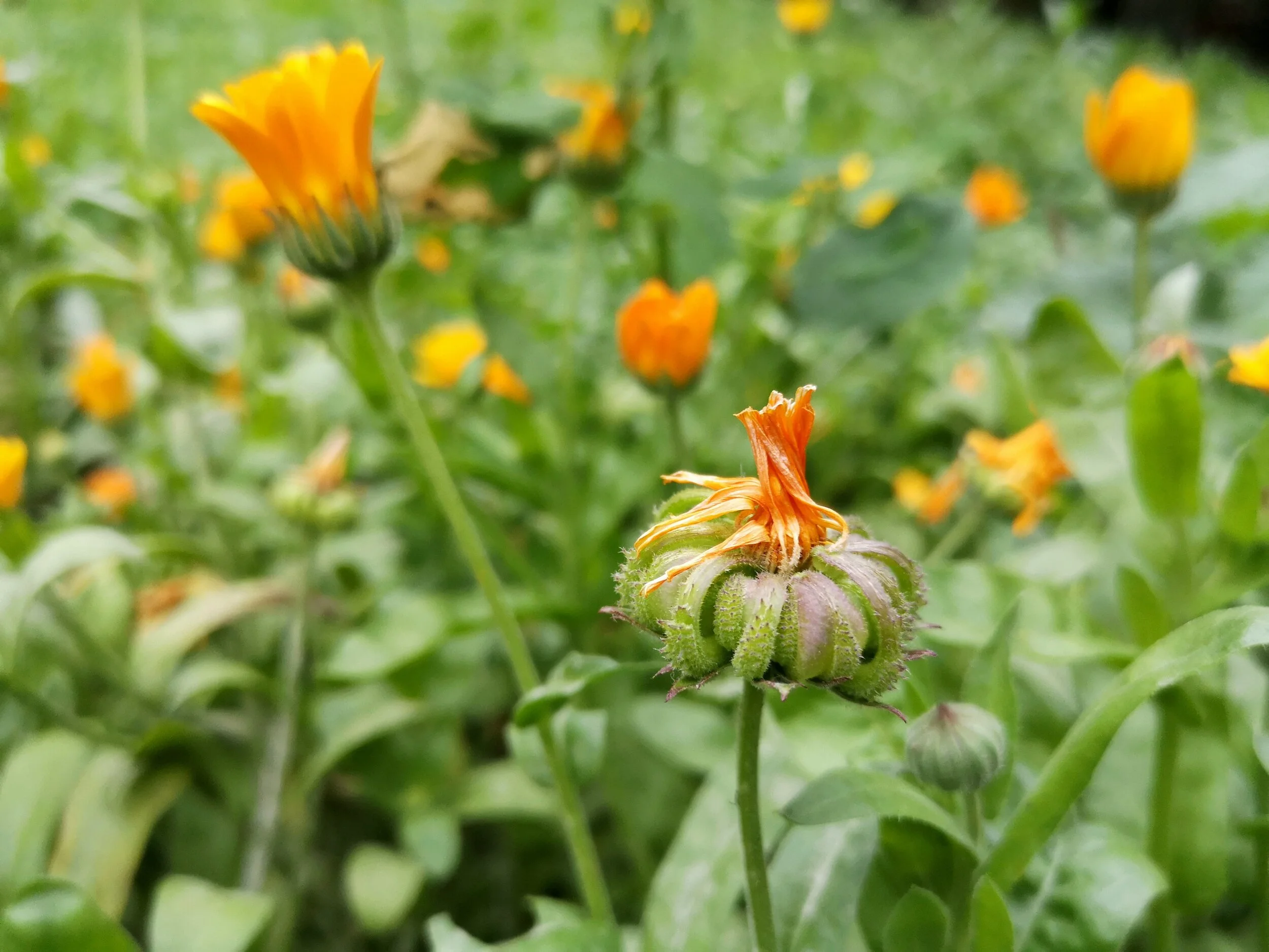 Lazy Lymphatics: plants that focus on moving the lymph system