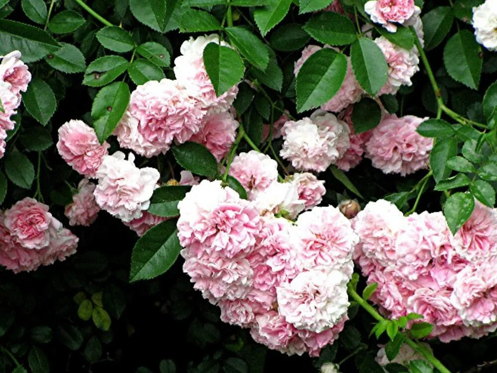 Rose+Crete