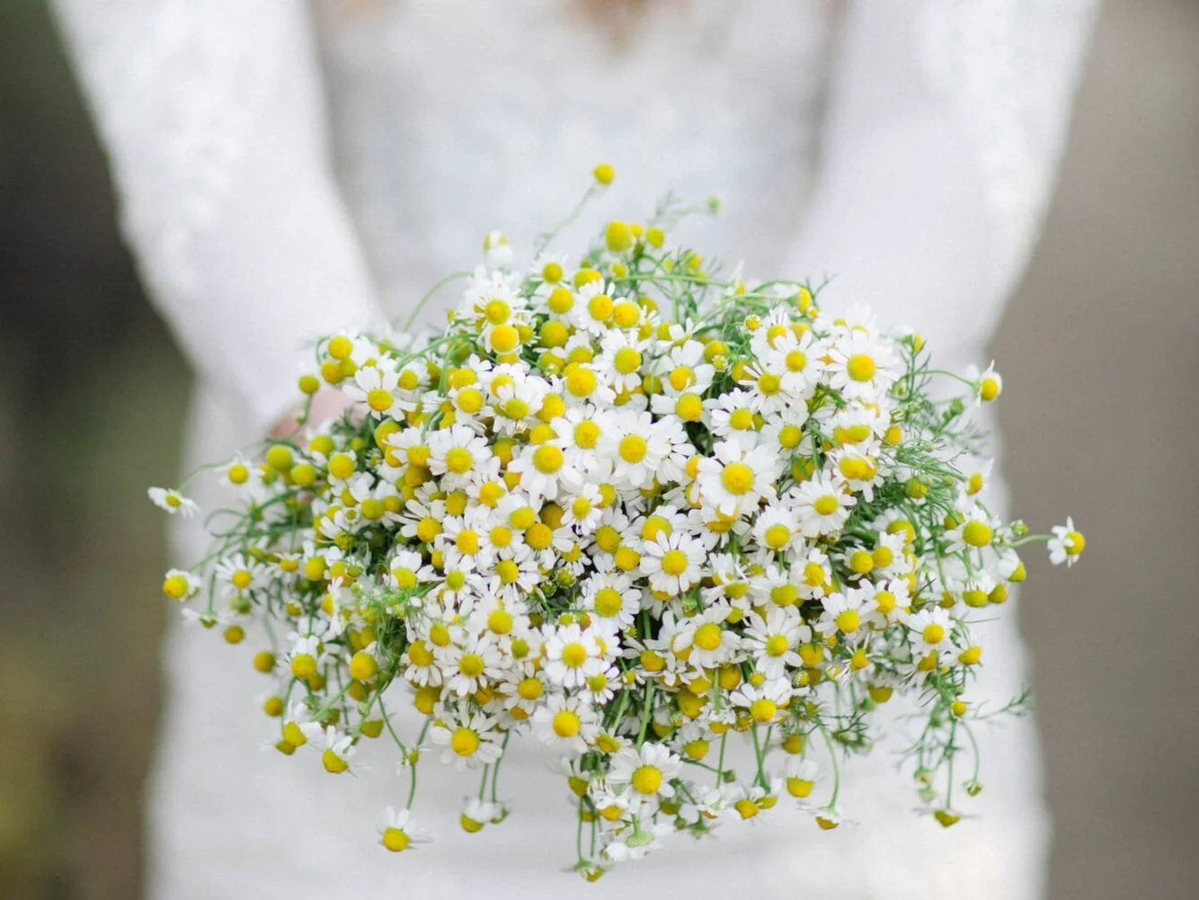 Michele+Burklund+Chamomile