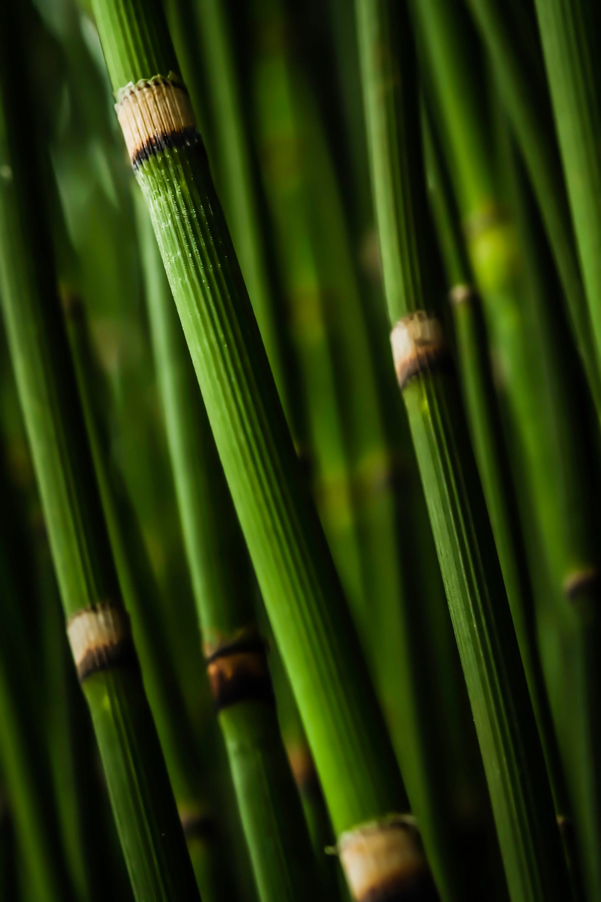 Plant Monograph: Silica-Rich Horsetail