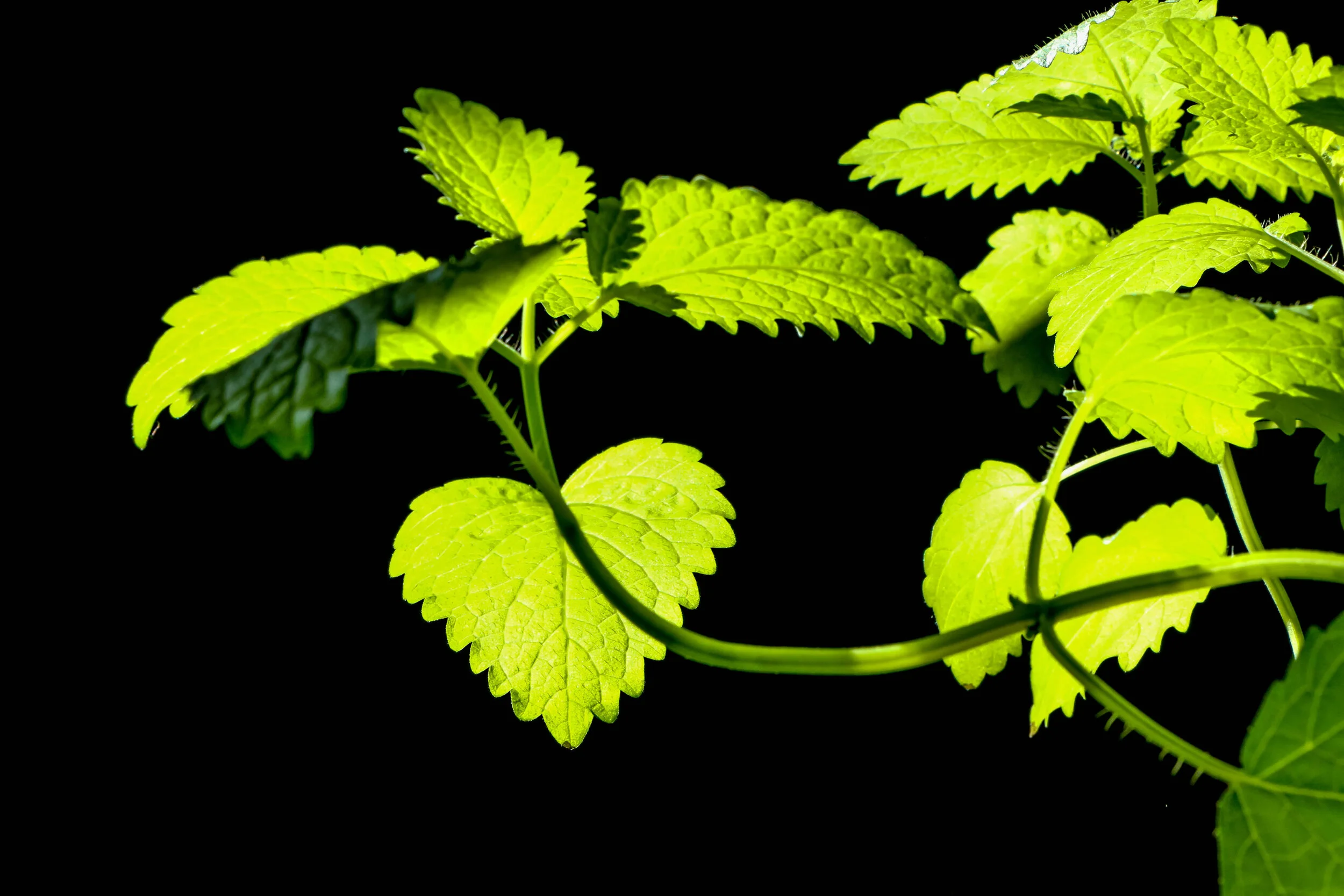 Lovely Lemon Balm: ease anxiety and improve cognitive function