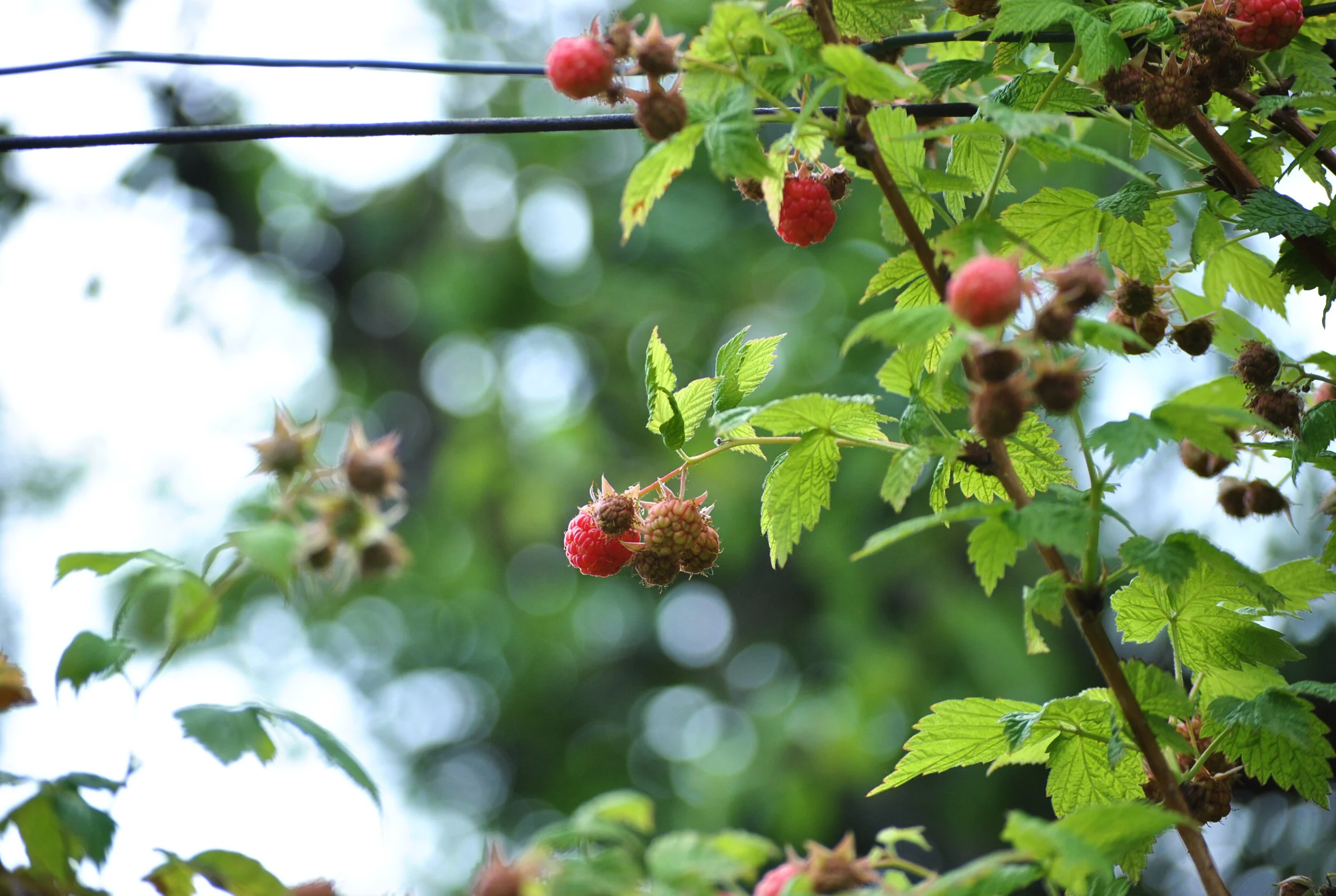 Very Berry: Raspberries are rich in phytonutrients