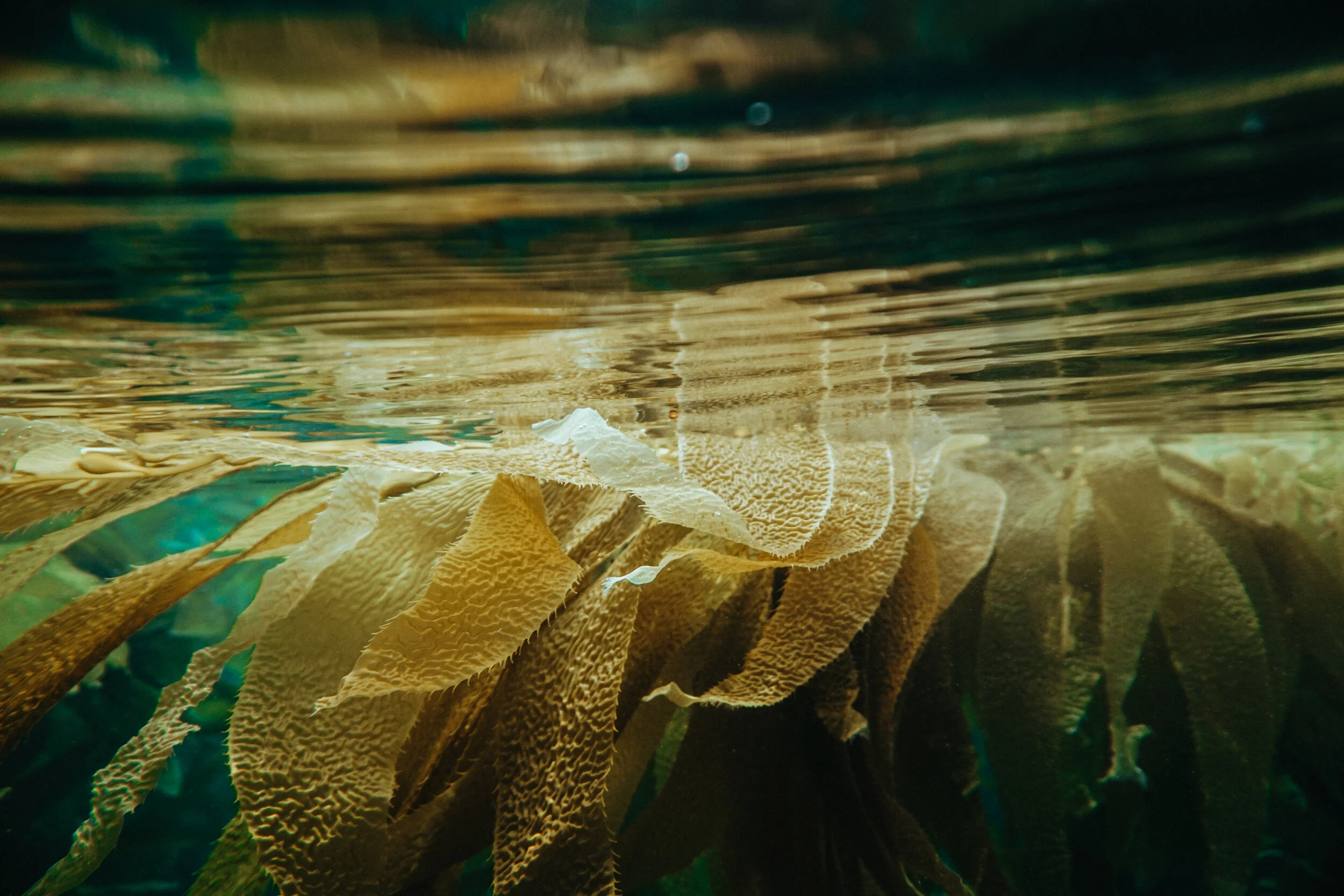 Kelp: 46 minerals, 16 amino acids, and 11 vitamins packed into this seaweed