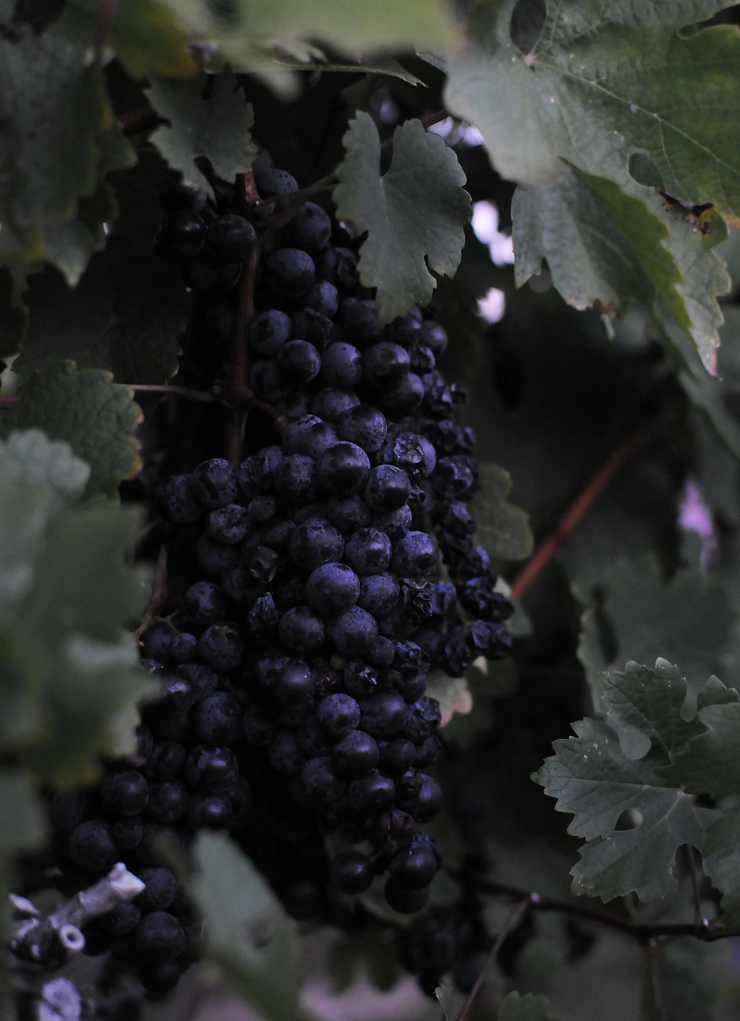 Rejuvenating Resveratrol