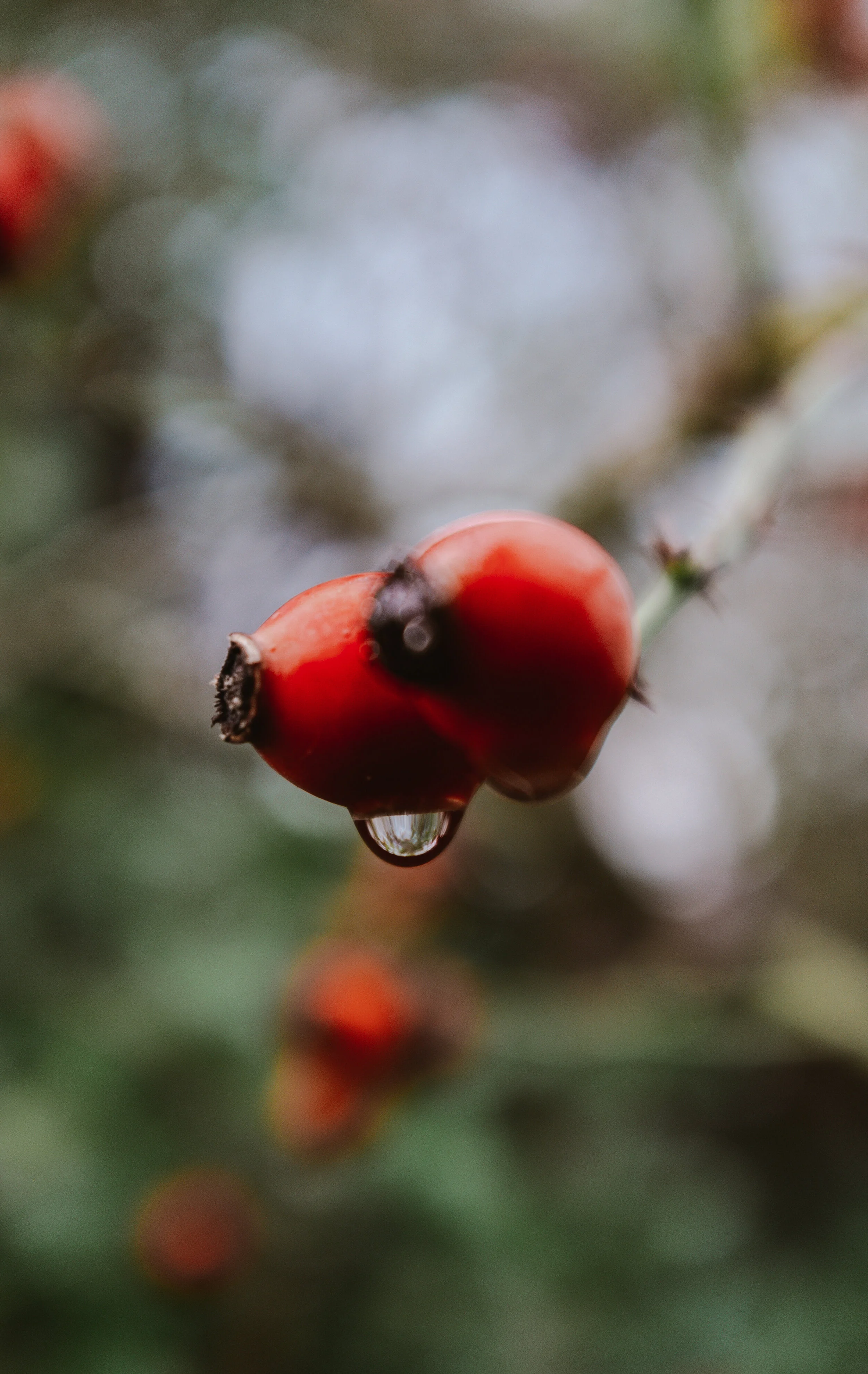 The Natural Alternative to Retin-A: Rosehips 