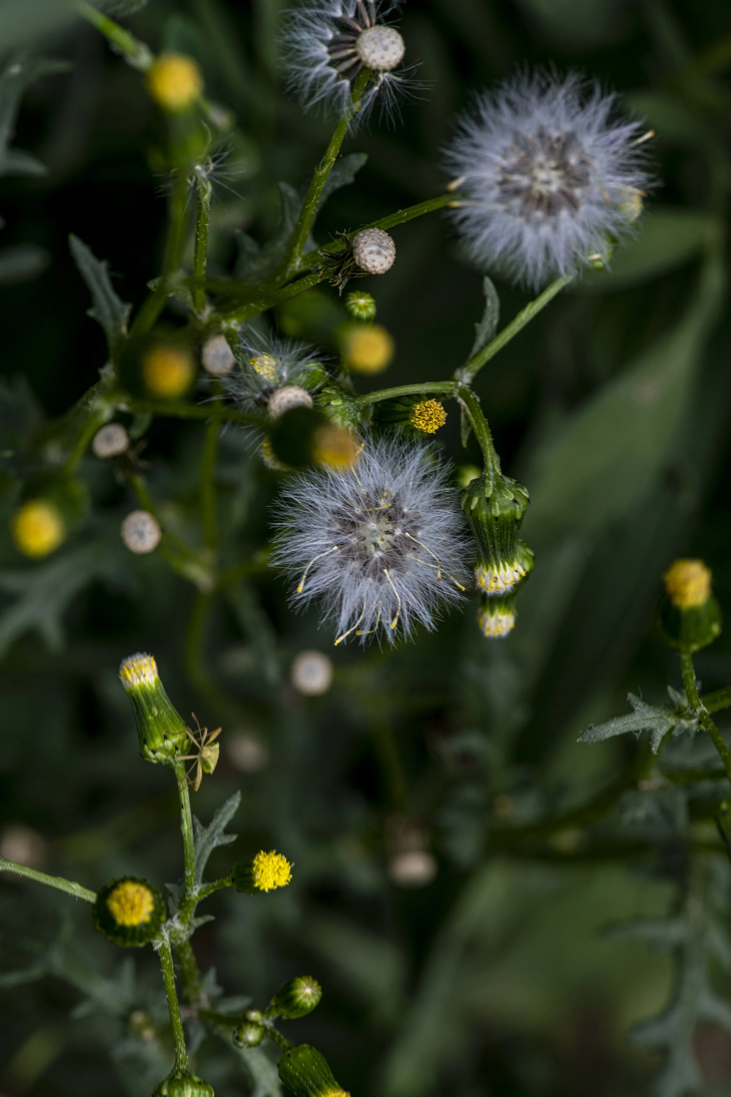 Plant Monograph: Dandelions and the many conditions they treat with the root and leaf