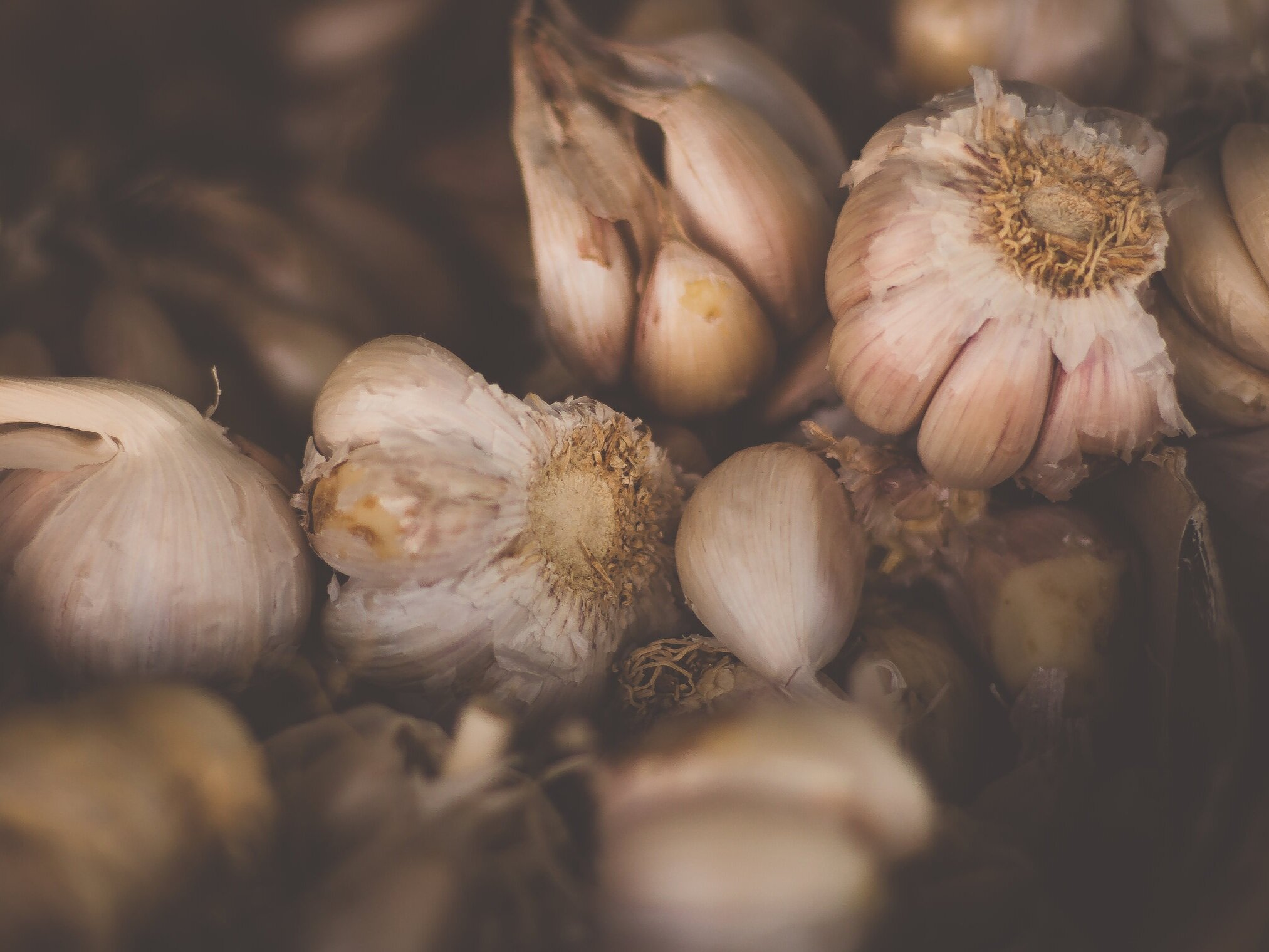 Dr. Michele Burklund Founder of Medicine Wild GARLIC