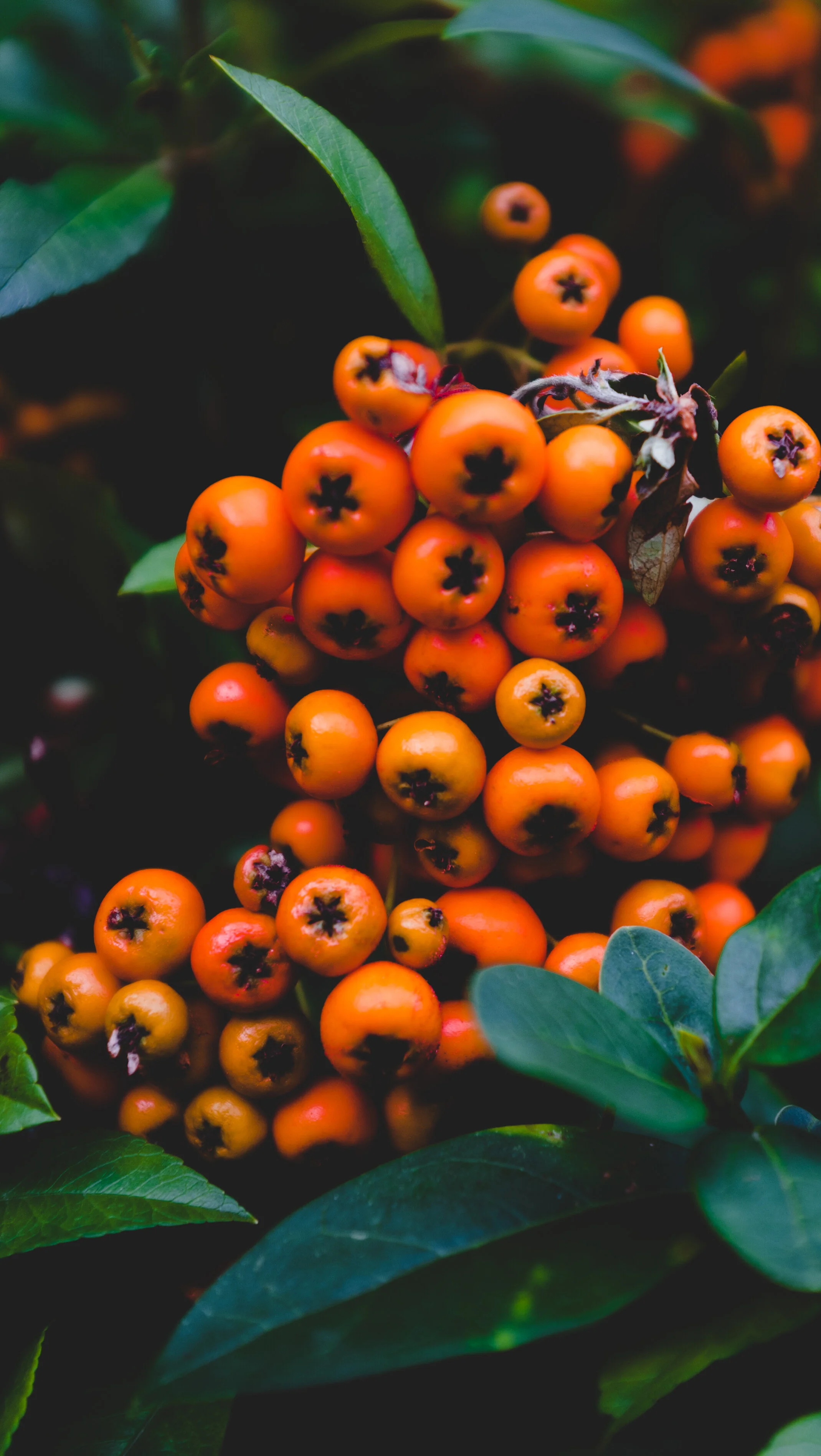 Fall Feast: Autumn Recipes