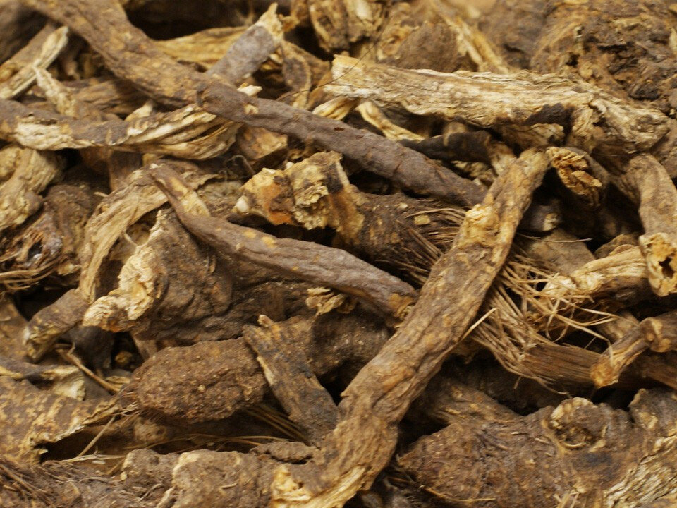 osha root