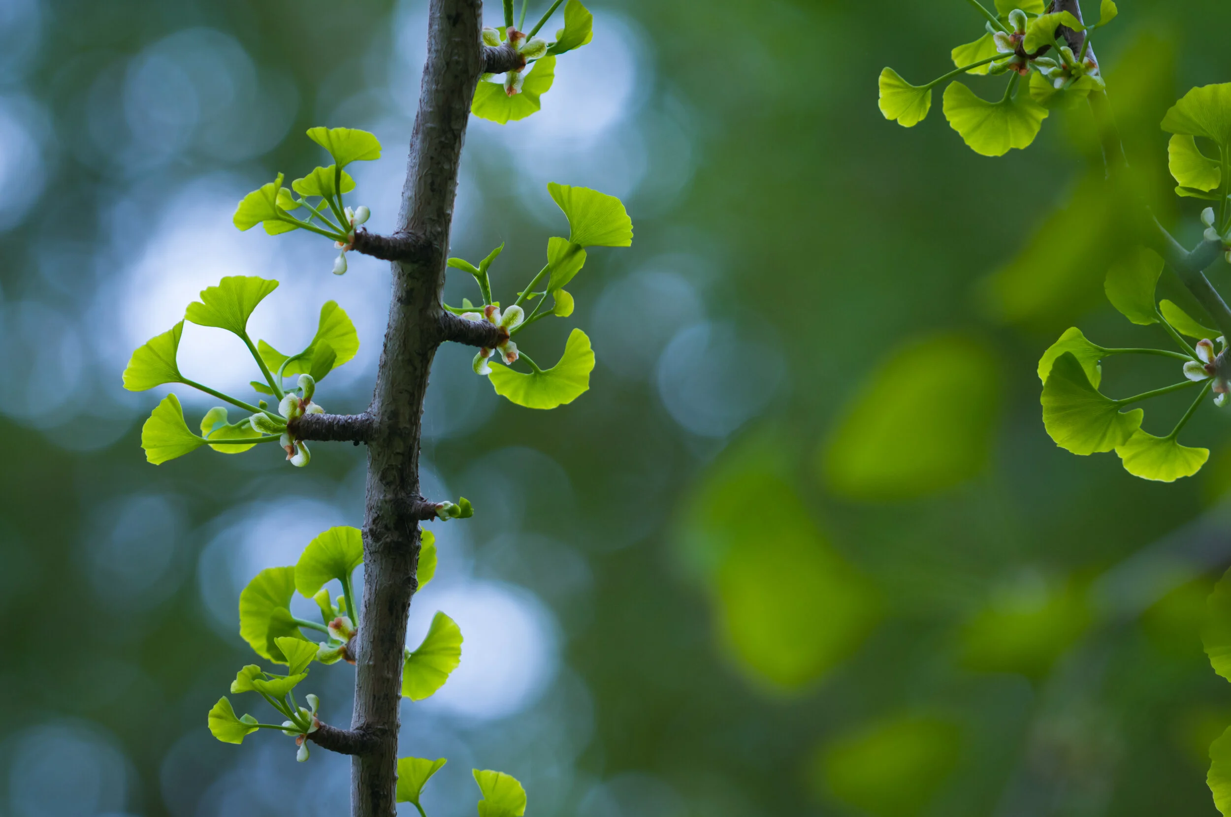 Botanicals For The Brain Health