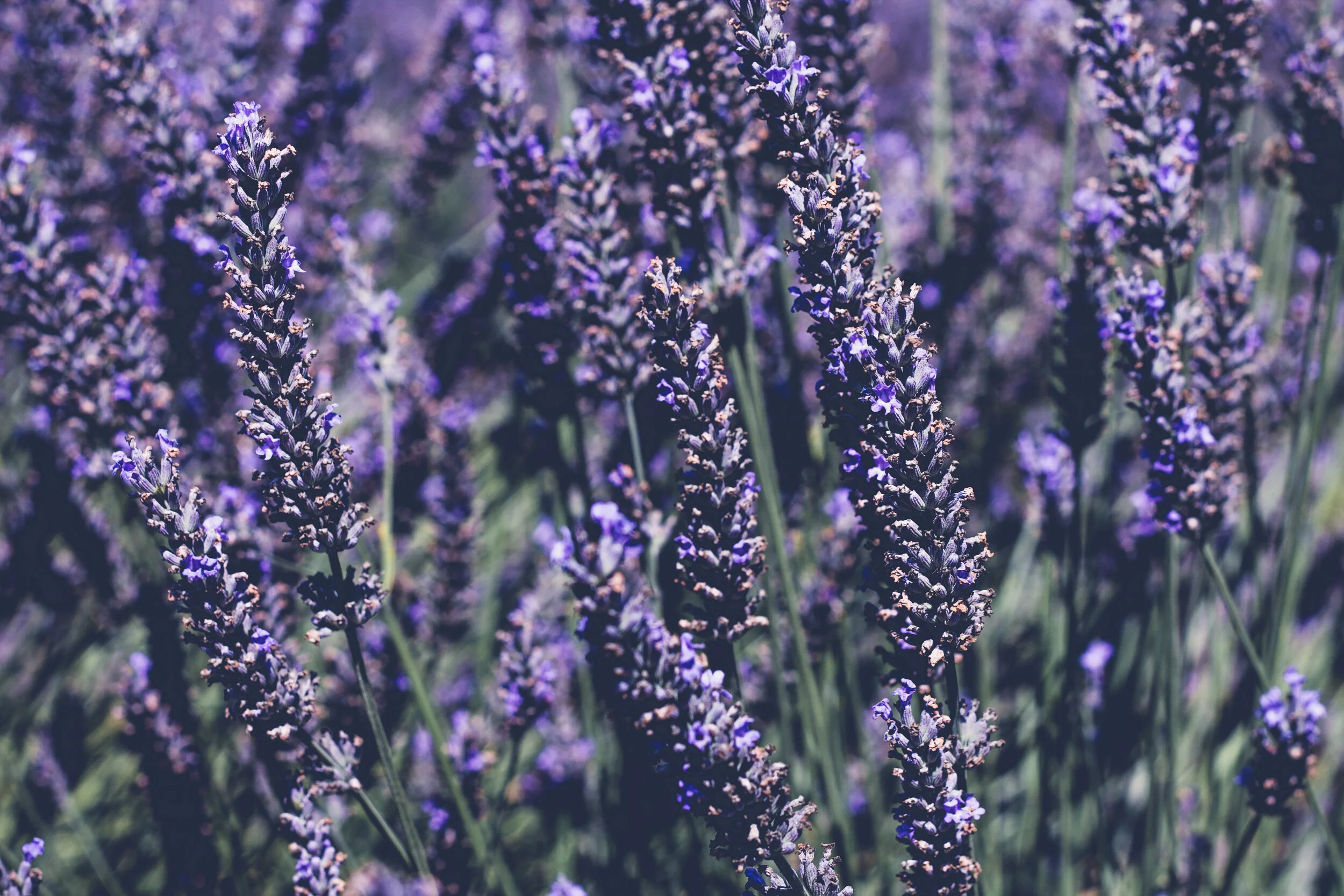 Lavender Season
