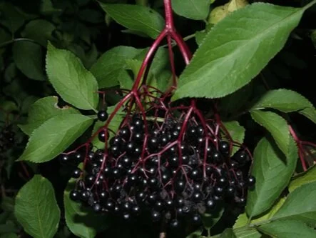 elderberry.jpg