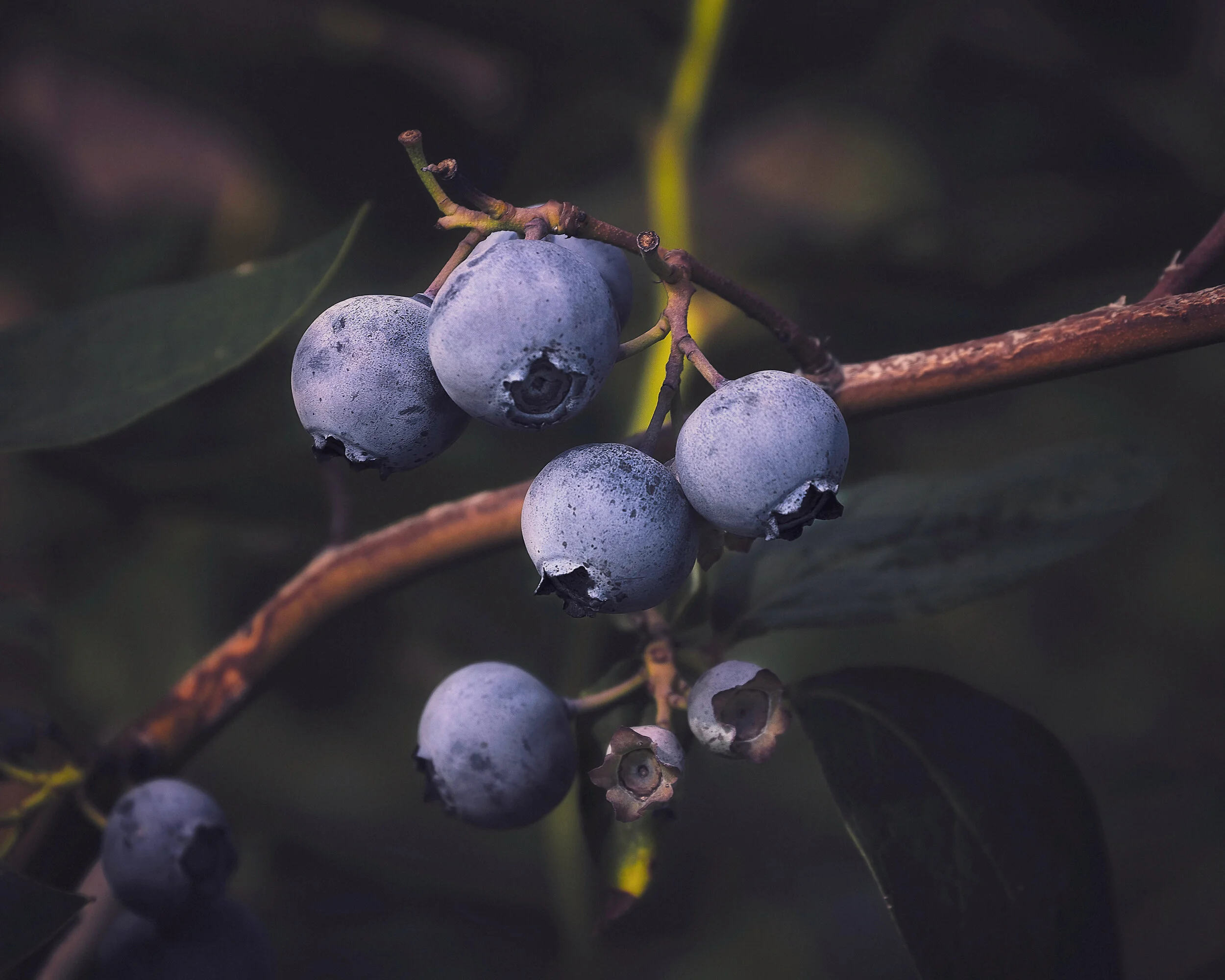 Big on blueberries