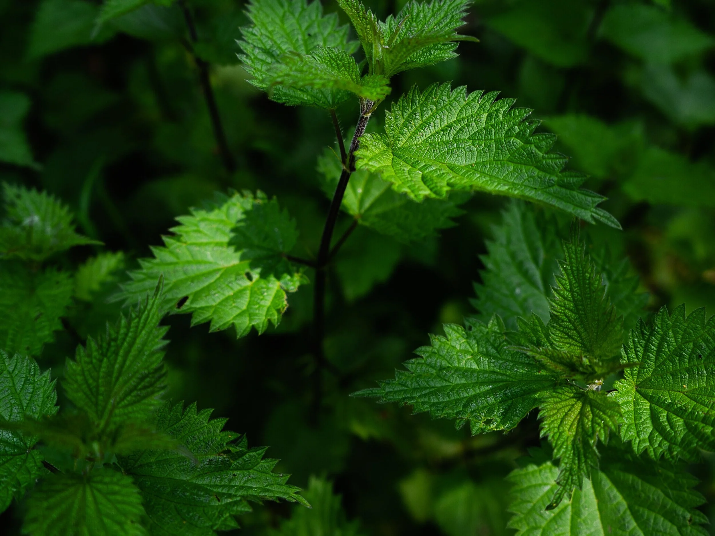 Dr. Michele Burklund Founder of Medicine Wild nettles