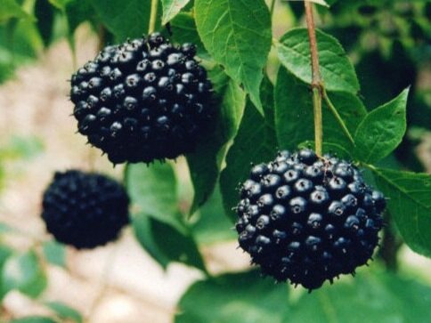 Energize With  Eleuthero: the plant that increases stamina