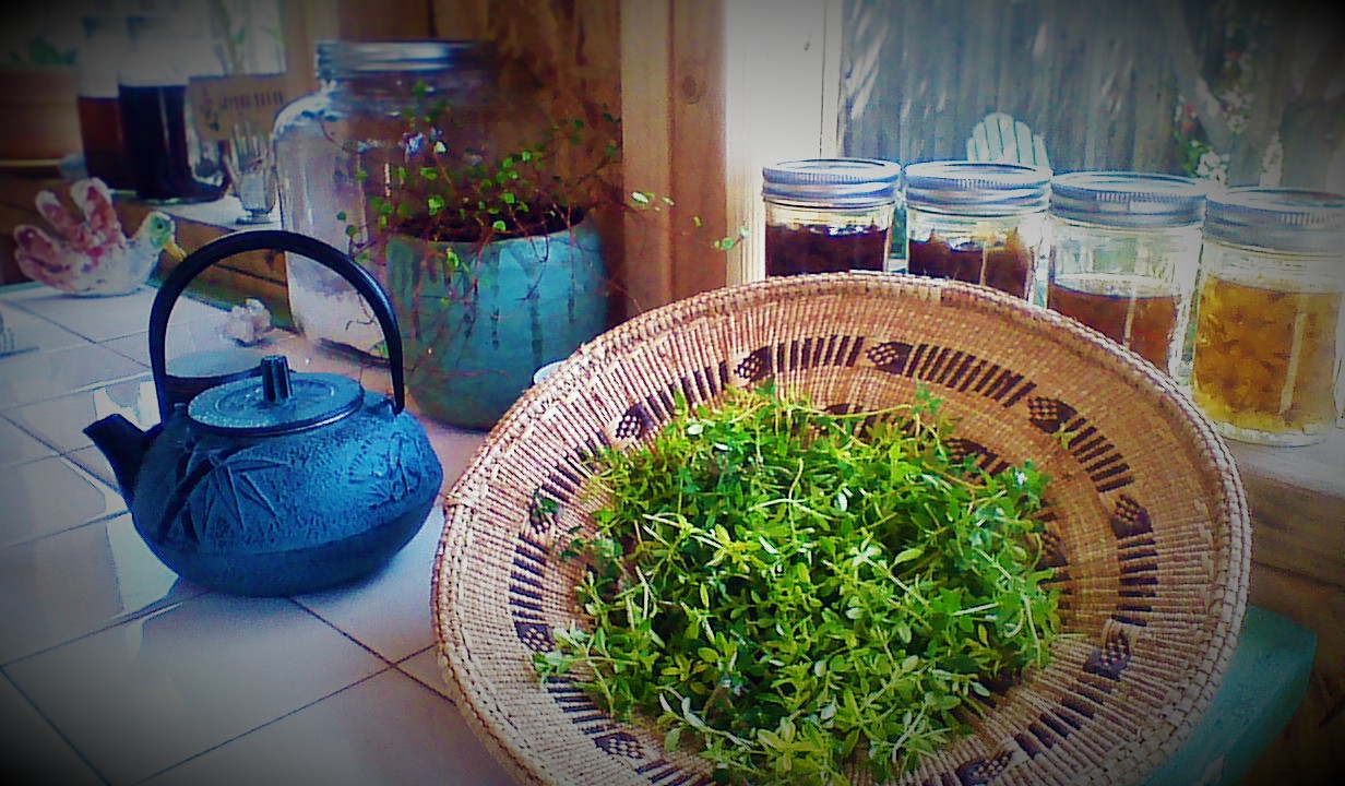 Preparing thyme tincture