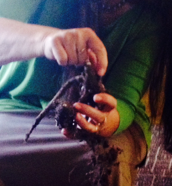Teacher Candis Cantin demonstrating how to work elecampane root