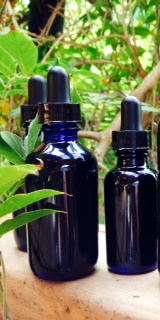 Fresh bottled black cohosh tincture