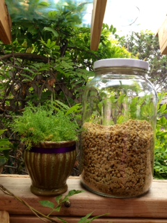 Chamomille plant and herb