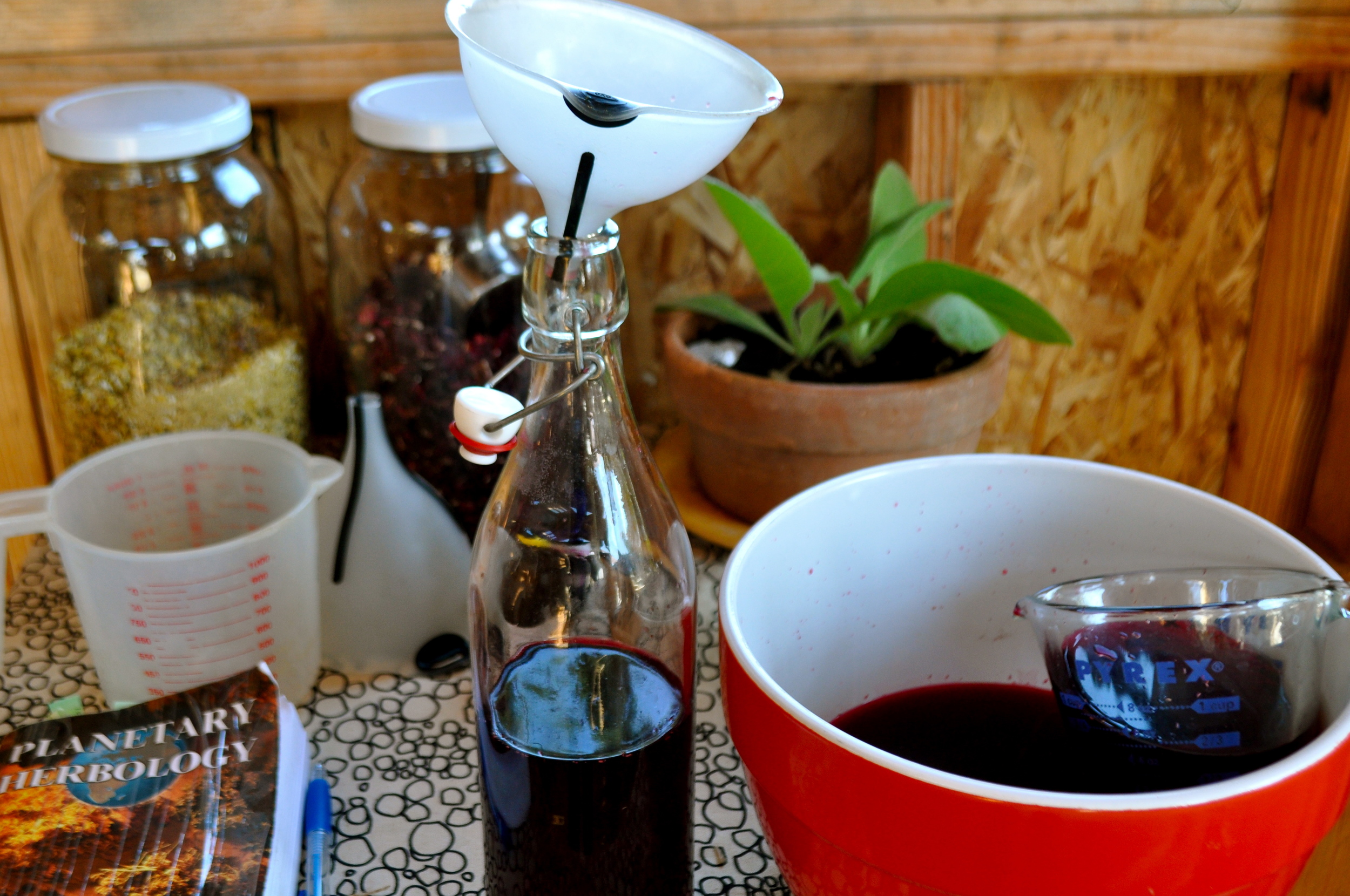 preparing hibiscus tonic