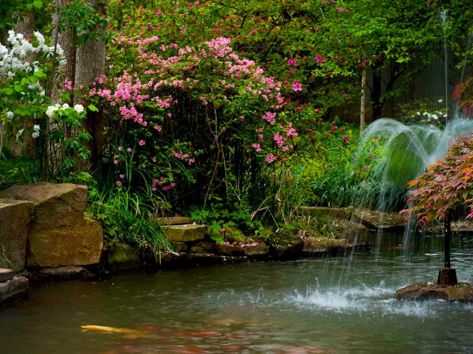 koi pond and natural water feature