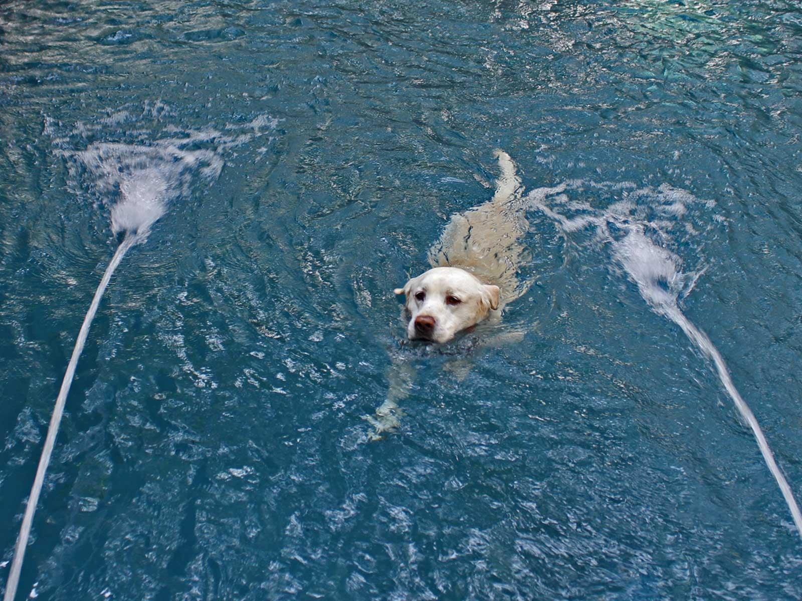 dog-swimming-in-pool.jpg