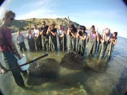resizedimage250187-dive-tatpouri.jpg