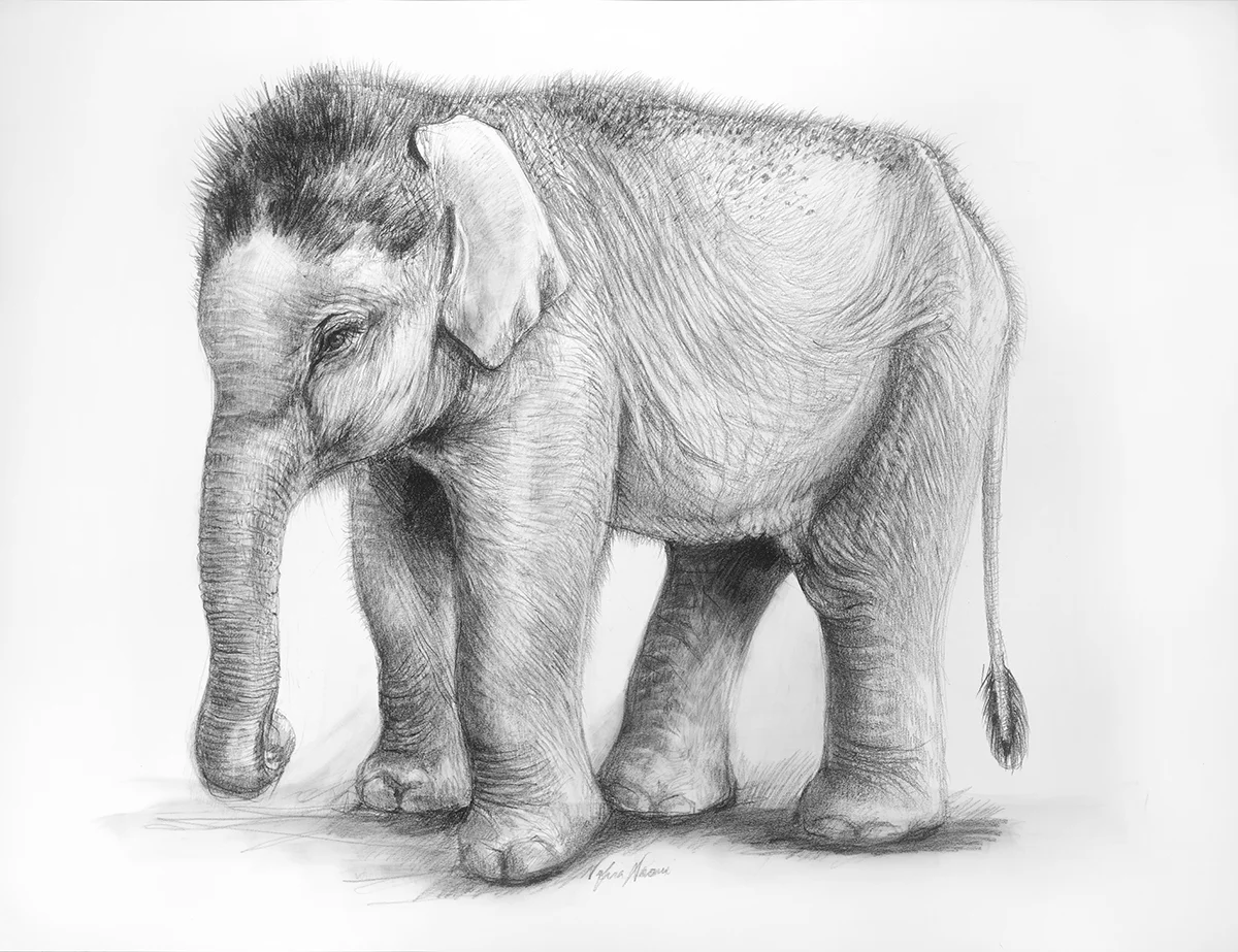 nafisa-elephant-1.jpg