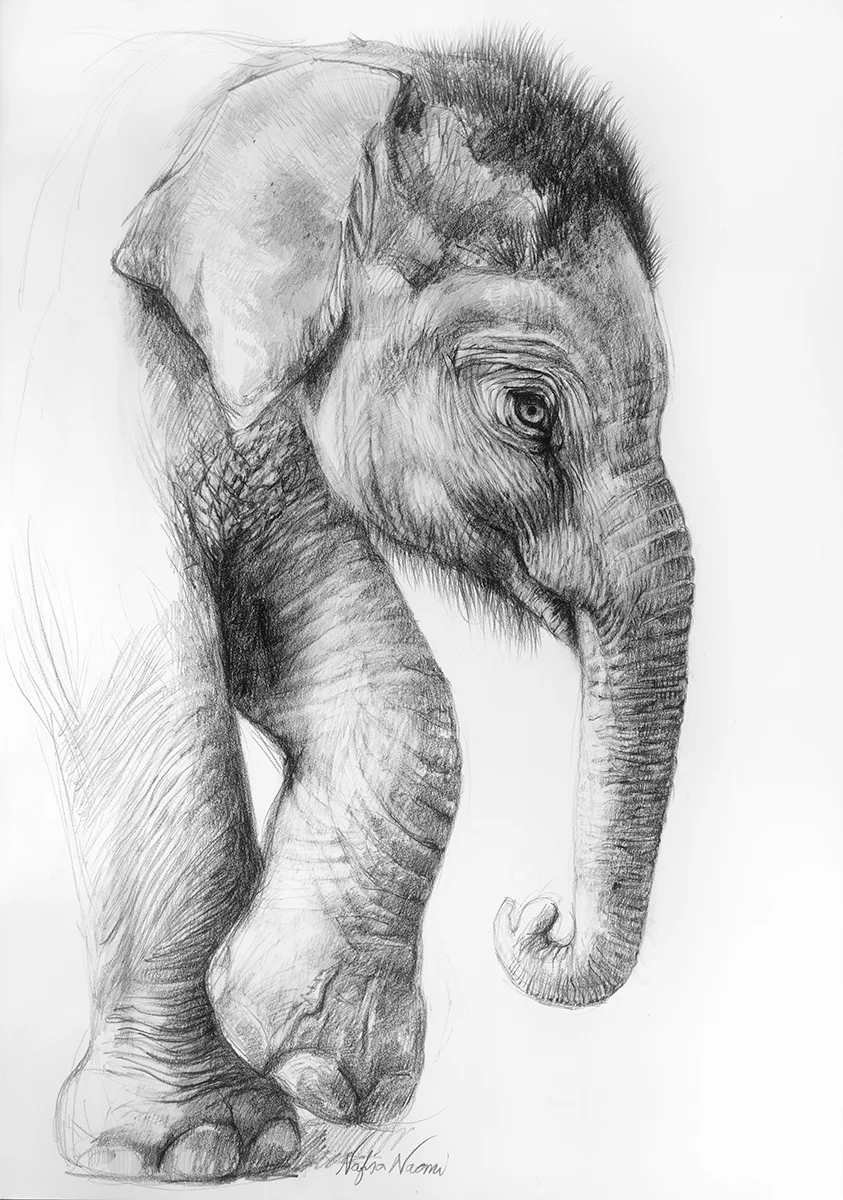 nafisa-elephant-3.jpg