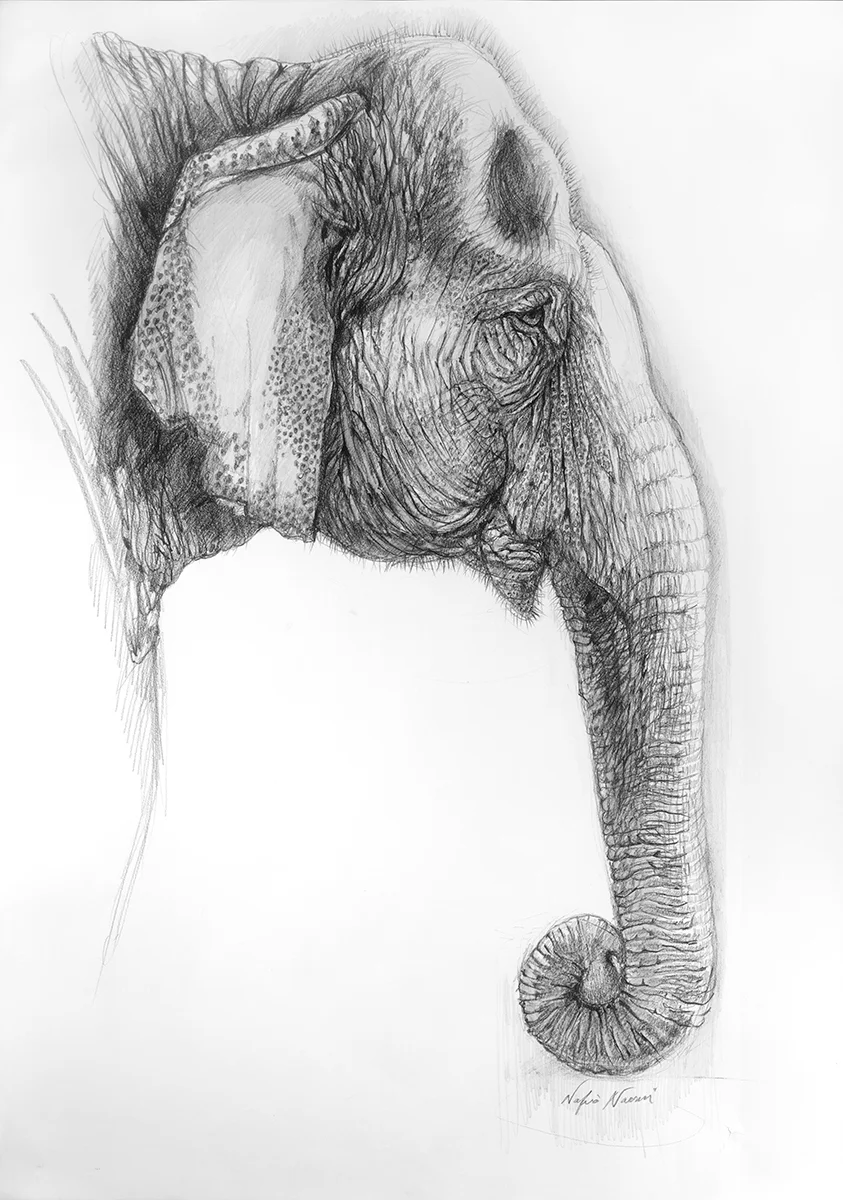 nafisa-elephant-4.jpg