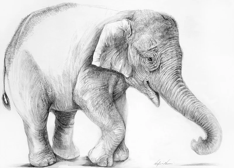 nafissa-elephant-5_0.jpg