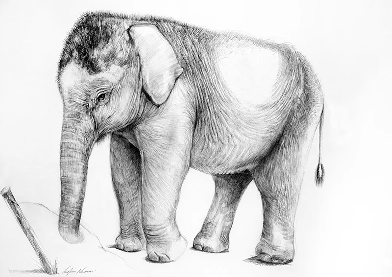 nafissa-elephant-6_0.jpg