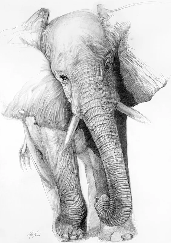 nafissa-elephant-8_0.jpg