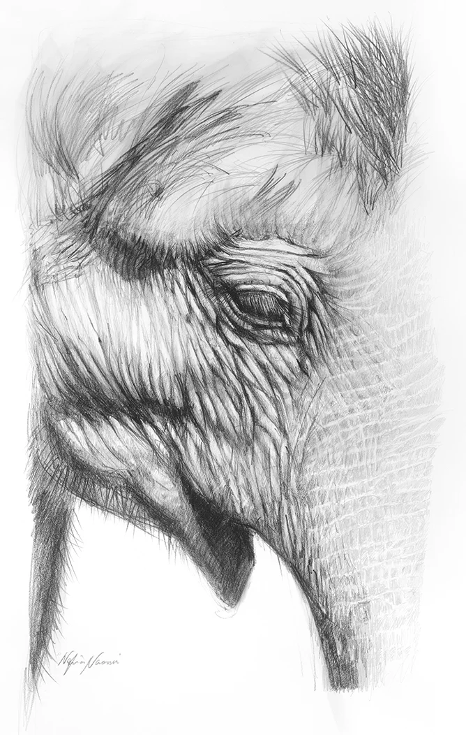 nafissa-elephant-8.jpg