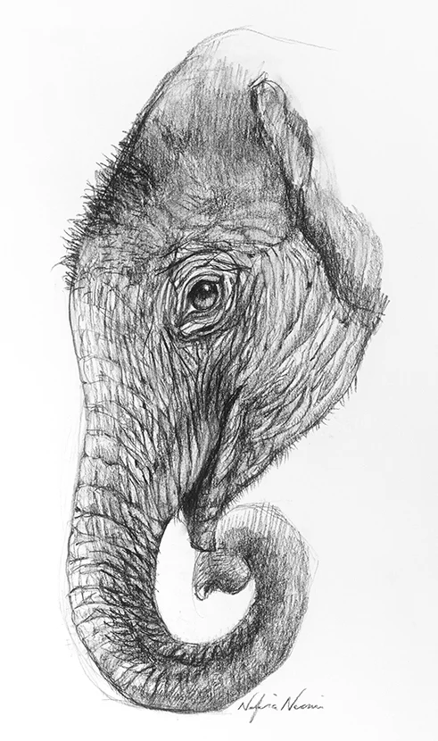nafissa-elephant-13.jpg