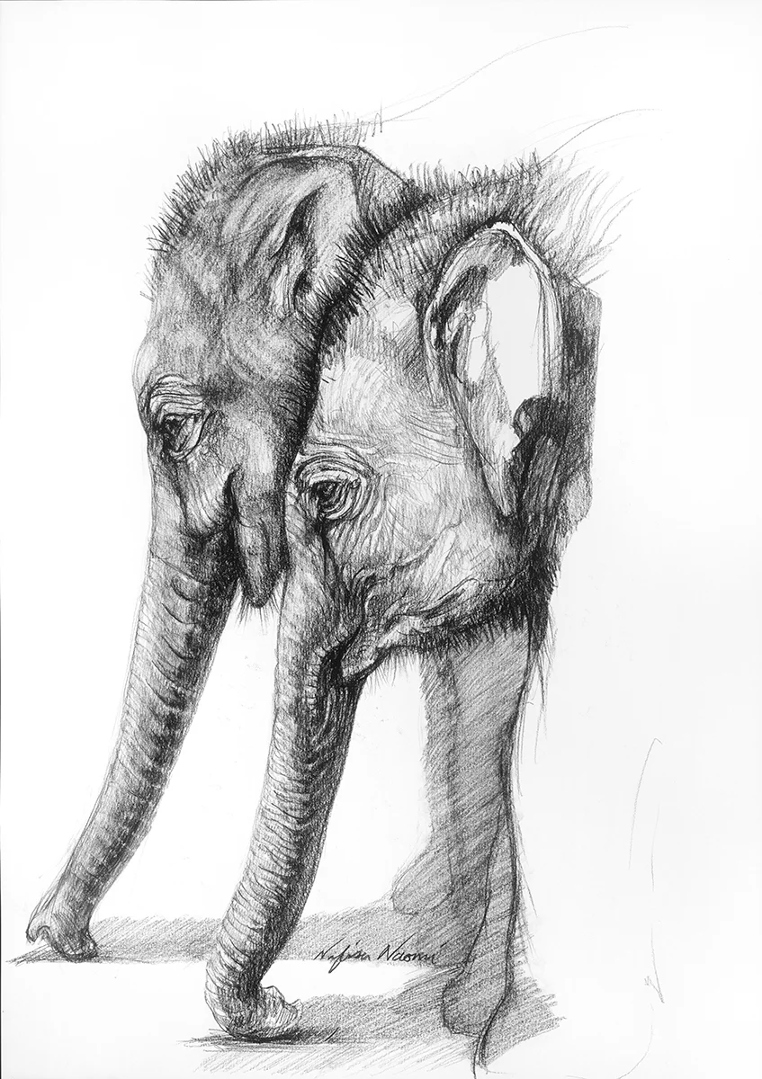 nafissa-elephant-14.jpg