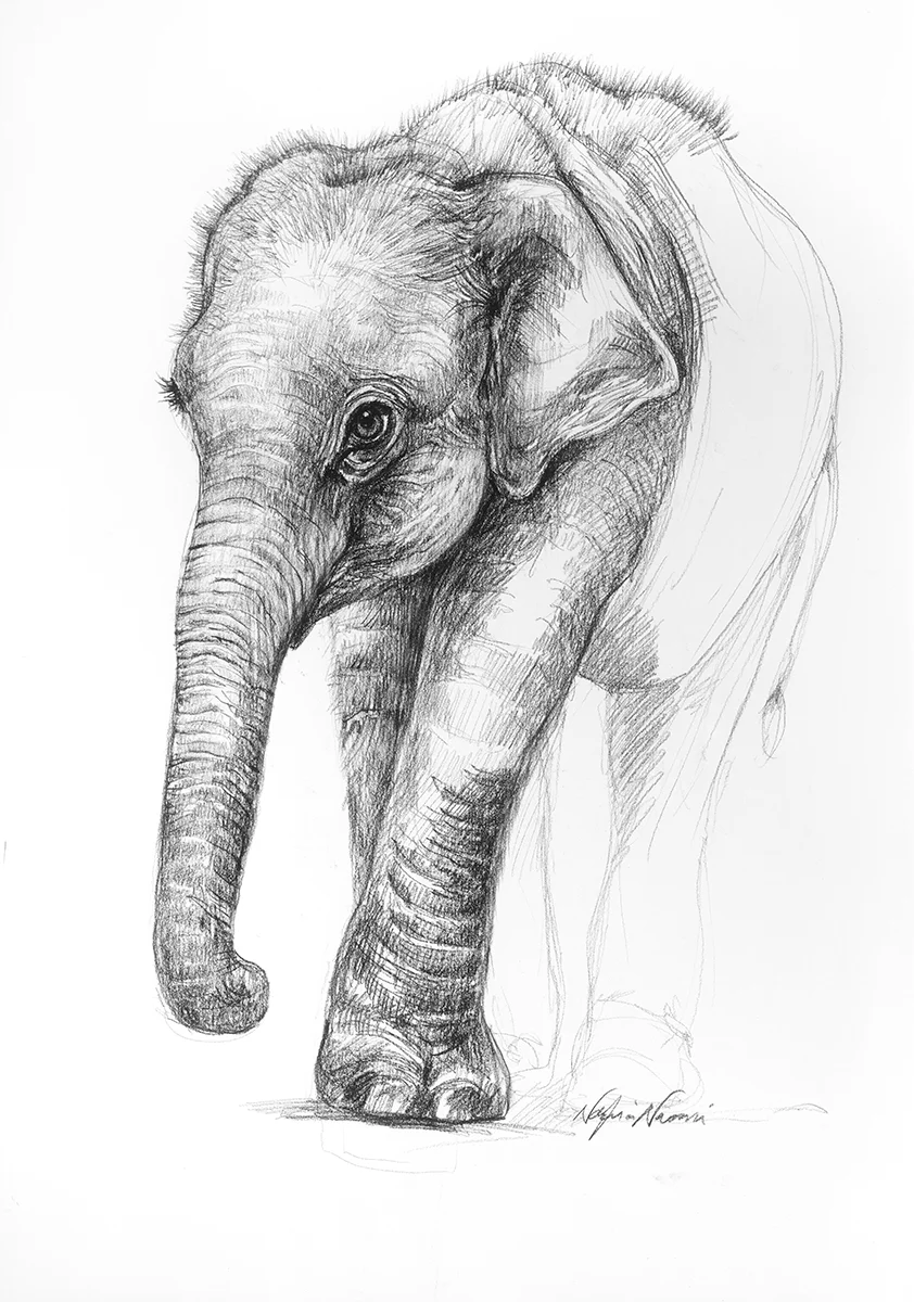 nafissa-elephant-15.jpg