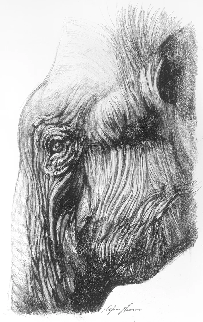 nafissa-elephant-16.jpg