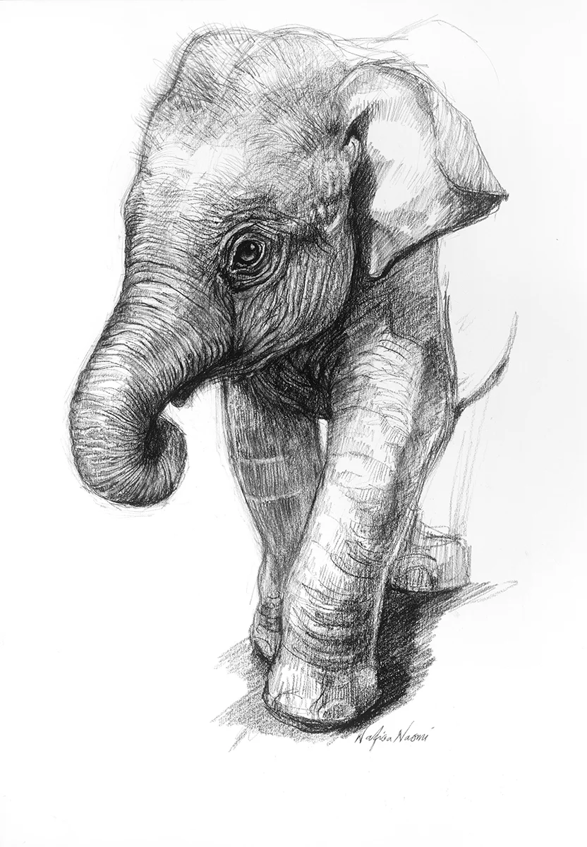nafissa-elephant-17.jpg