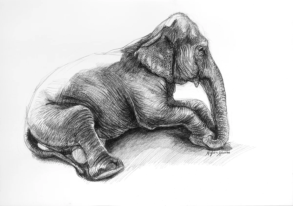 nafissa-elephant-18.jpg