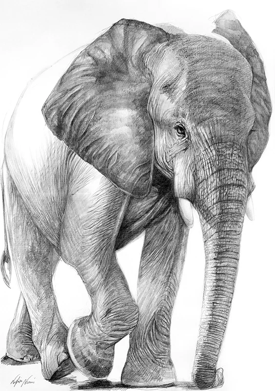 nafissa-elephant-19_0.jpg