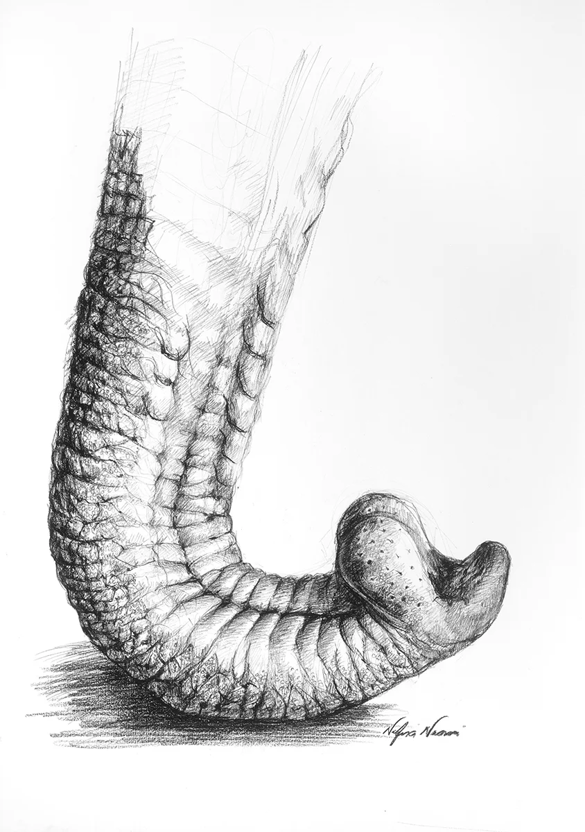 nafissa-elephant-20.jpg