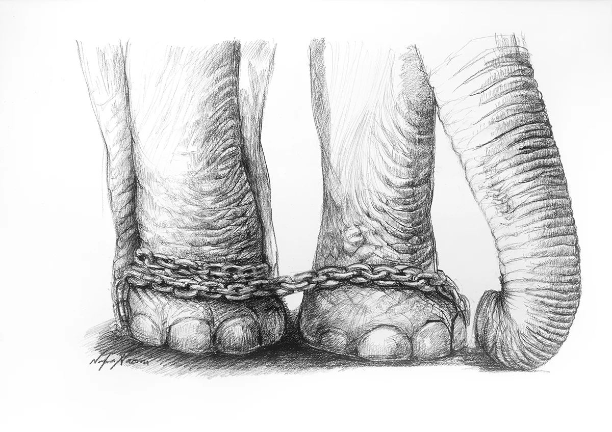 nafissa-elephant-23.jpg