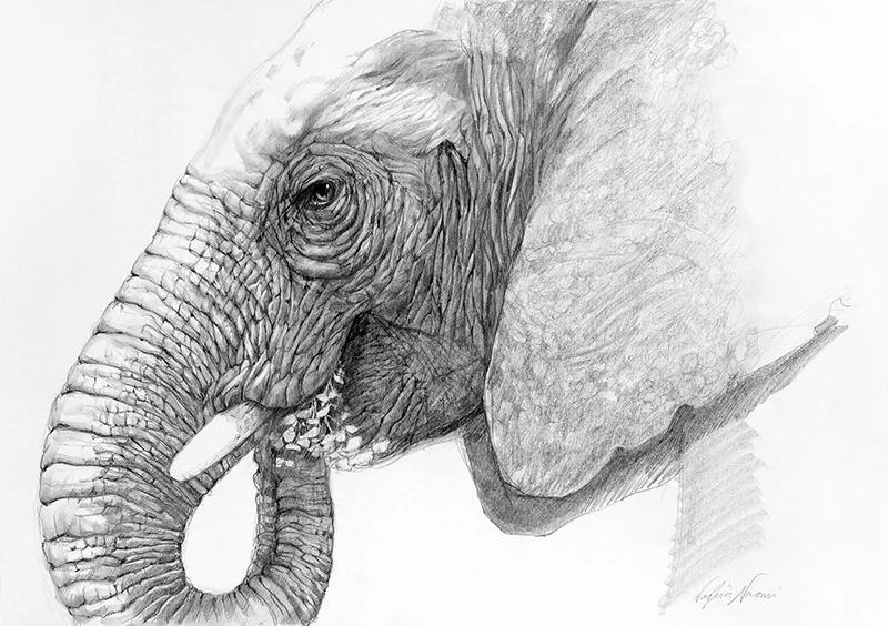nafissa-elephant-25_0.jpg