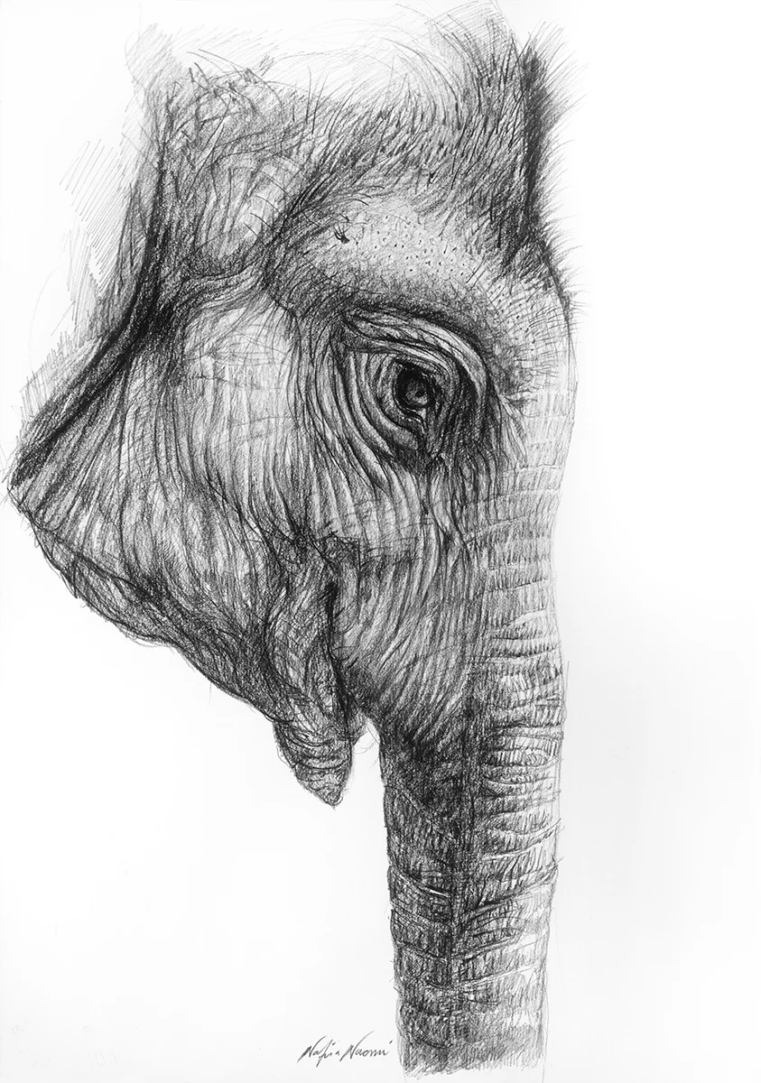 nafissa-elephant-26.jpg