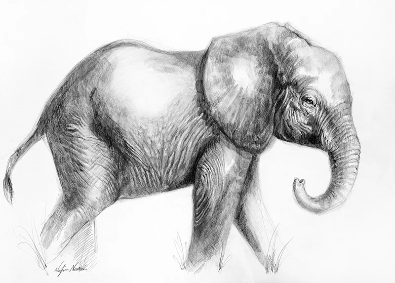 nafissa-elephant-26_0.jpg