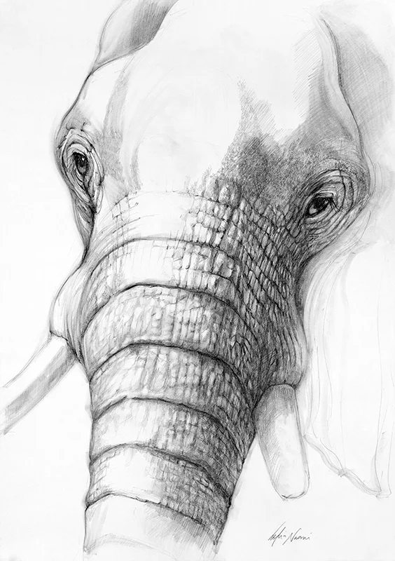 nafissa-elephant-27_0.jpg