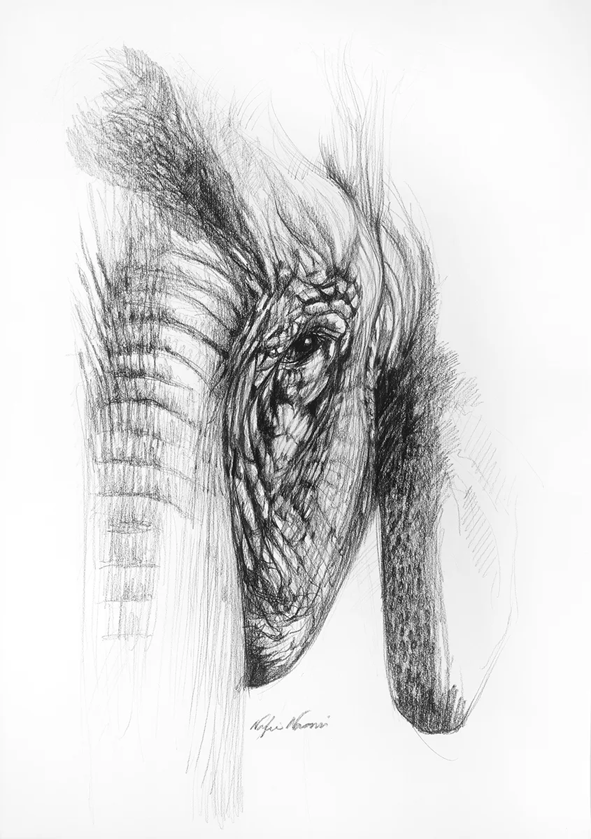 nafissa-elephant-27.jpg