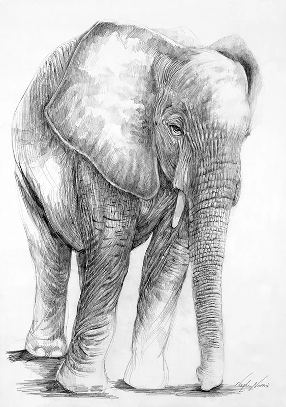 nafissa-elephant-31.jpg